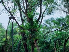 -深圳仙湖植物园