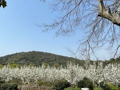 -树山生态村