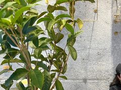 -MQ COFFEE STAND明谦(新洲店)