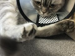 -圣宠动物医院·犬猫专科·影像中心·外科中心