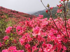 -木兰云雾山