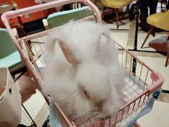 -猫色咖啡·猫咖