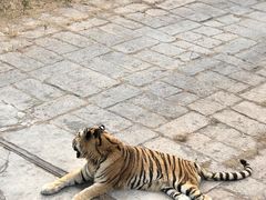 -深圳野生动物园