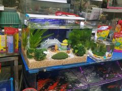 -曲阳花鸟市场(曲阳路店)