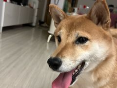 -心仪动物医院·牙专科·肿瘤·心脏科(西客站院)