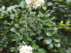 -华南国家植物园-售票处