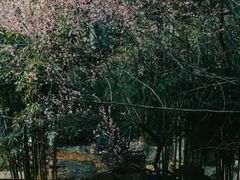 -月湖风景区