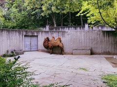 -成都动物园
