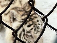 -横道河子东北虎林园