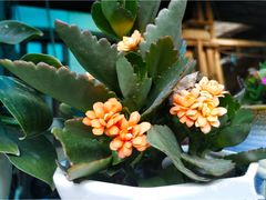 -桂林市花鸟市场