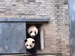 -都江堰中华大熊猫苑