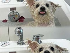 -帕帕拉兹宠物(亚洲旗舰店)