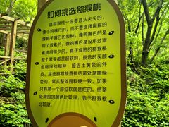 -大岭沟猕猴桃谷风景区