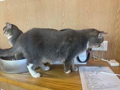 -MOCHA明星猫咖(田子坊店)
