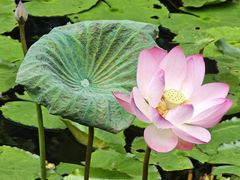 -荔湾湖公园