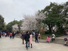-武汉大学-樱园