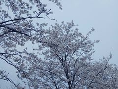 -天王浮山樱花园