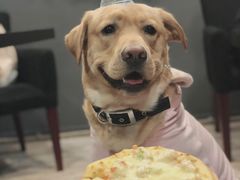 -百好乐宠物友好餐厅(朝外大街店)