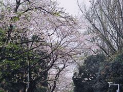 -武汉大学-樱园