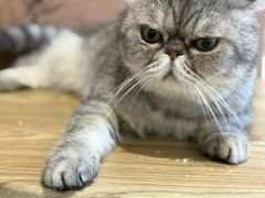 -楼上猫咖(罗湖店)
