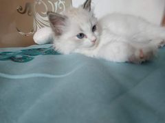 -东方名猫馆·英短金渐层布偶猫舍(环线广场1号楼店)