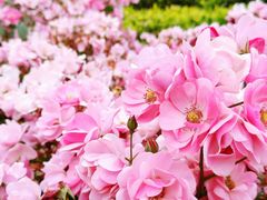 -杭州城北体育公园