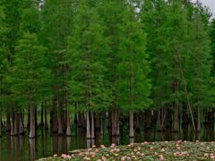 -白鹭湾湿地公园