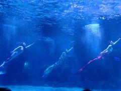 -石家庄海洋公园