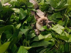 -胡马八破·川菜小馆(高新万达店)