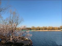 -大兴滨河森林公园