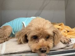 -北京派仕佳德动物医院·超导核磁·CT·神经科·骨科·内外科·急重症管理中心