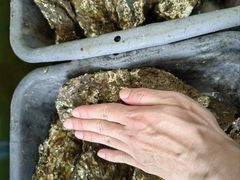 -蠔爺王志德生蚝馆(金沙湾店)