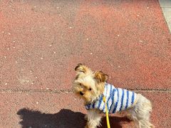 -派特宠物医院(圆融广场店)