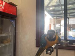 -观桥阁(锦溪店)