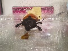 -米果果小镇