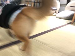 -逗柴咖啡屋·狗咖猫咖宠物桌游