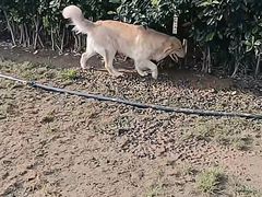 -趣玩宠物乐园寄养训犬训狗游泳池