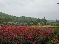 -龙寺生态园