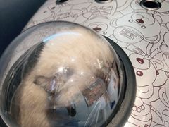 -关爱宠物医院·猫科中心·消化科(滨湖万达分院)