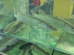 -煲来饱去冷水鱼