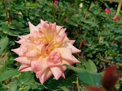 -人民公园(罗湖区)