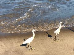 -尼甘布海鲜市场