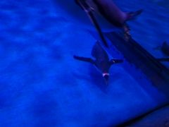 -芜湖新华联大白鲸海洋公园