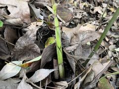 -杭州半山国家森林公园