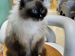 -藏猫猫咖啡主题馆(中央大道店)