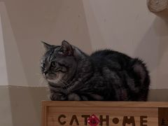 -有猫咖啡umeow coffee