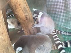 -泉州海丝野生动物世界