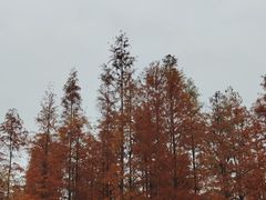 -白鹭湾湿地公园