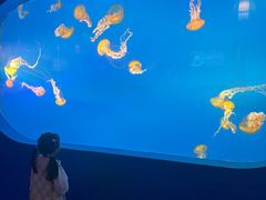 -太平洋海底世界