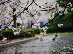 -武汉大学-樱园